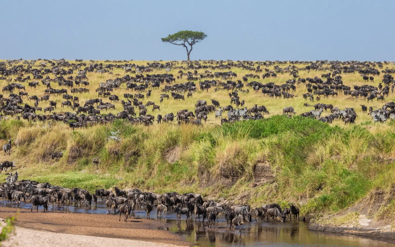 Safari de Lujo de 4 Días por la Gran Migración – Temporada de Nacimientos