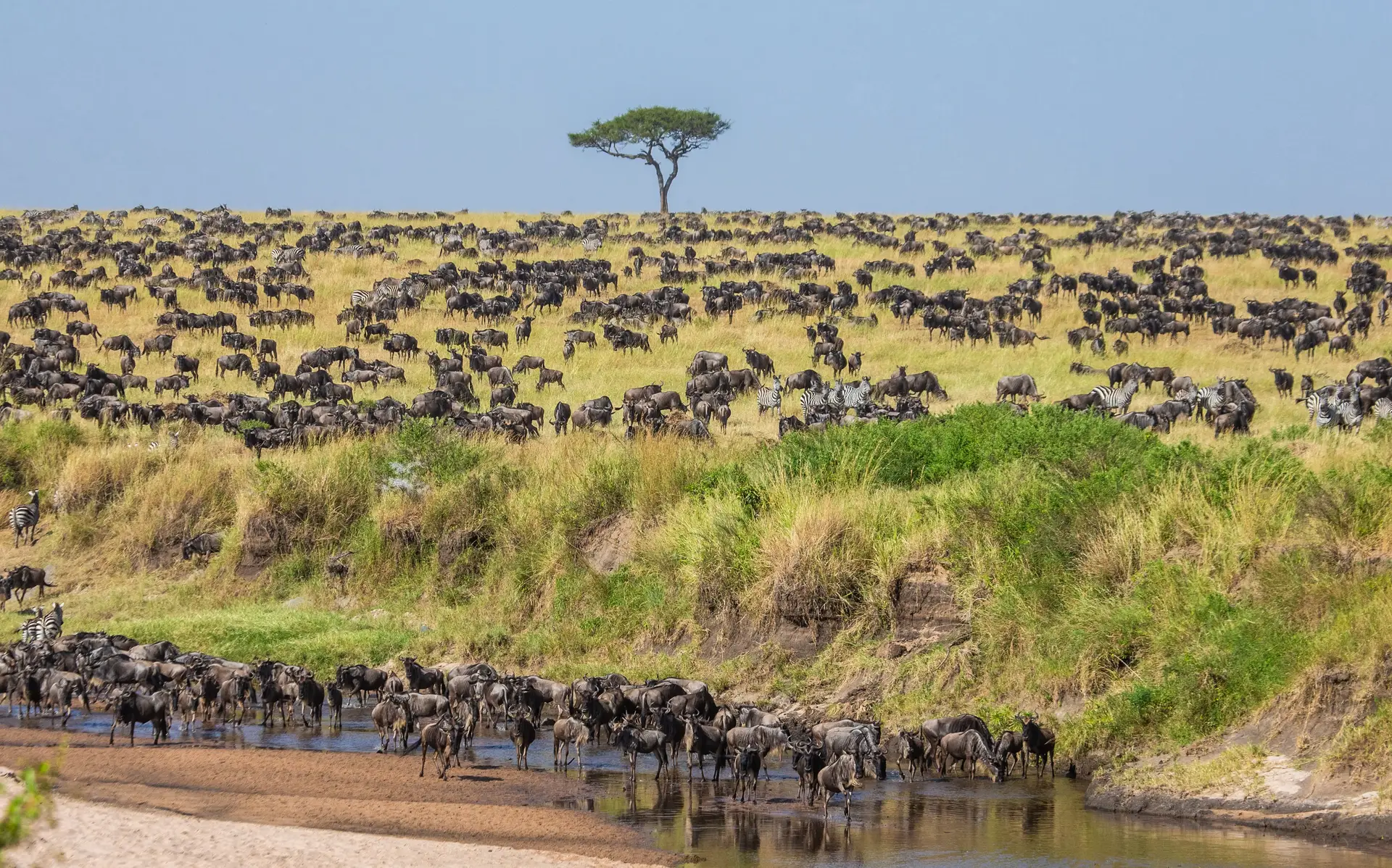 Day 4: Full Day in Central Serengeti