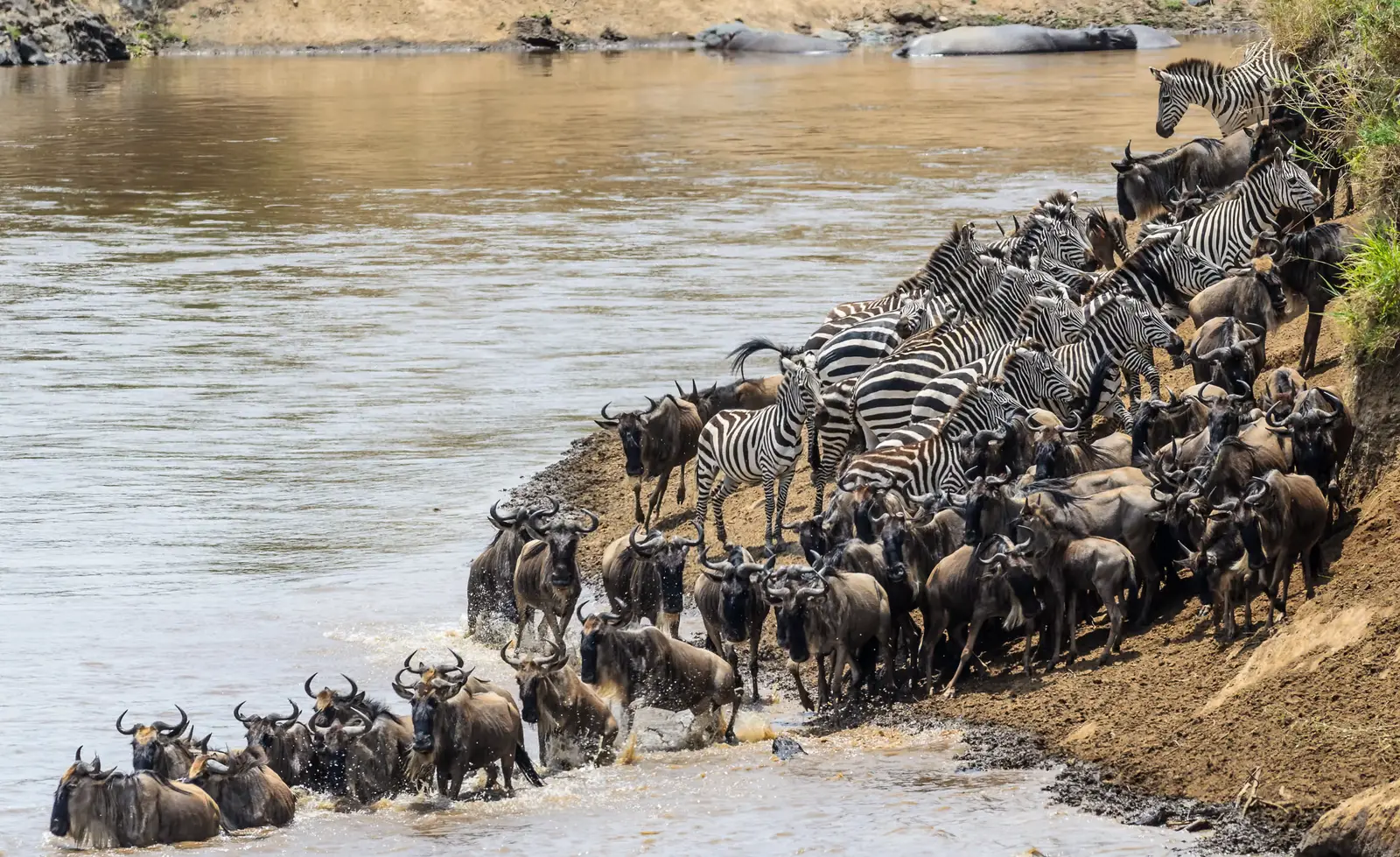6-Day Serengeti Great Migration Safari from Zanzibar