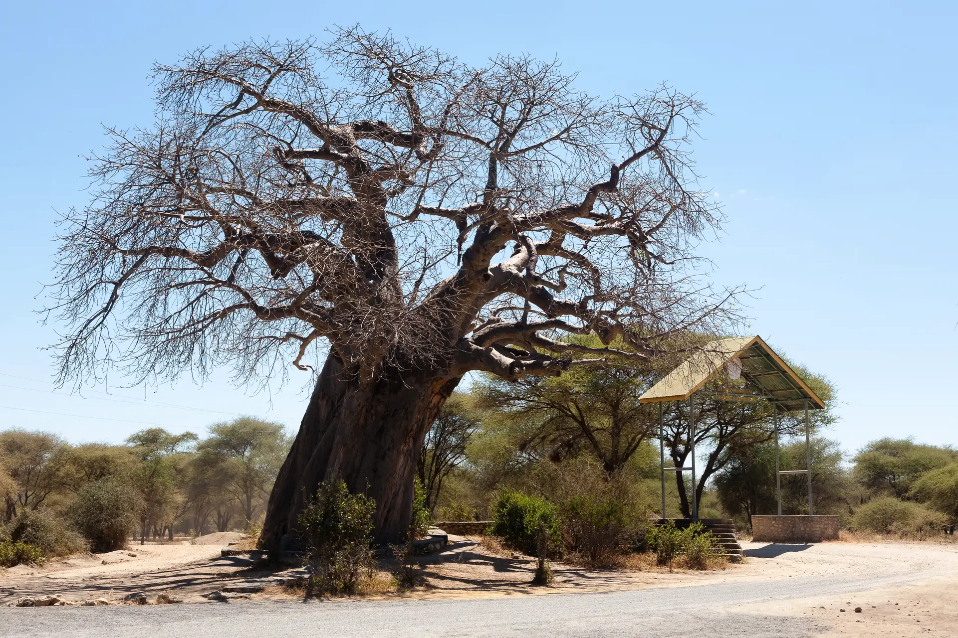 Day 1: Tarangire National Park - Elephants and Baobab Landscapes