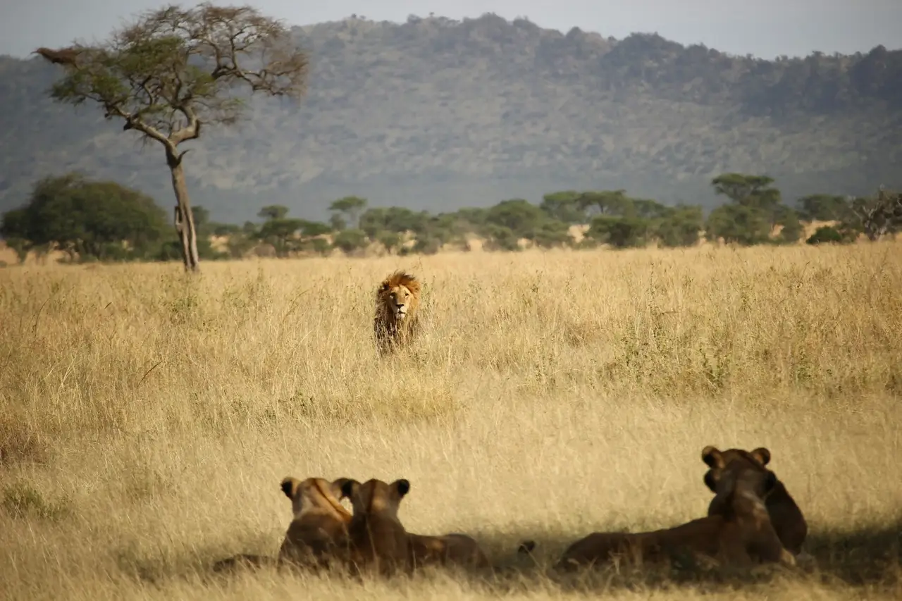 Private Tanzania Safaris