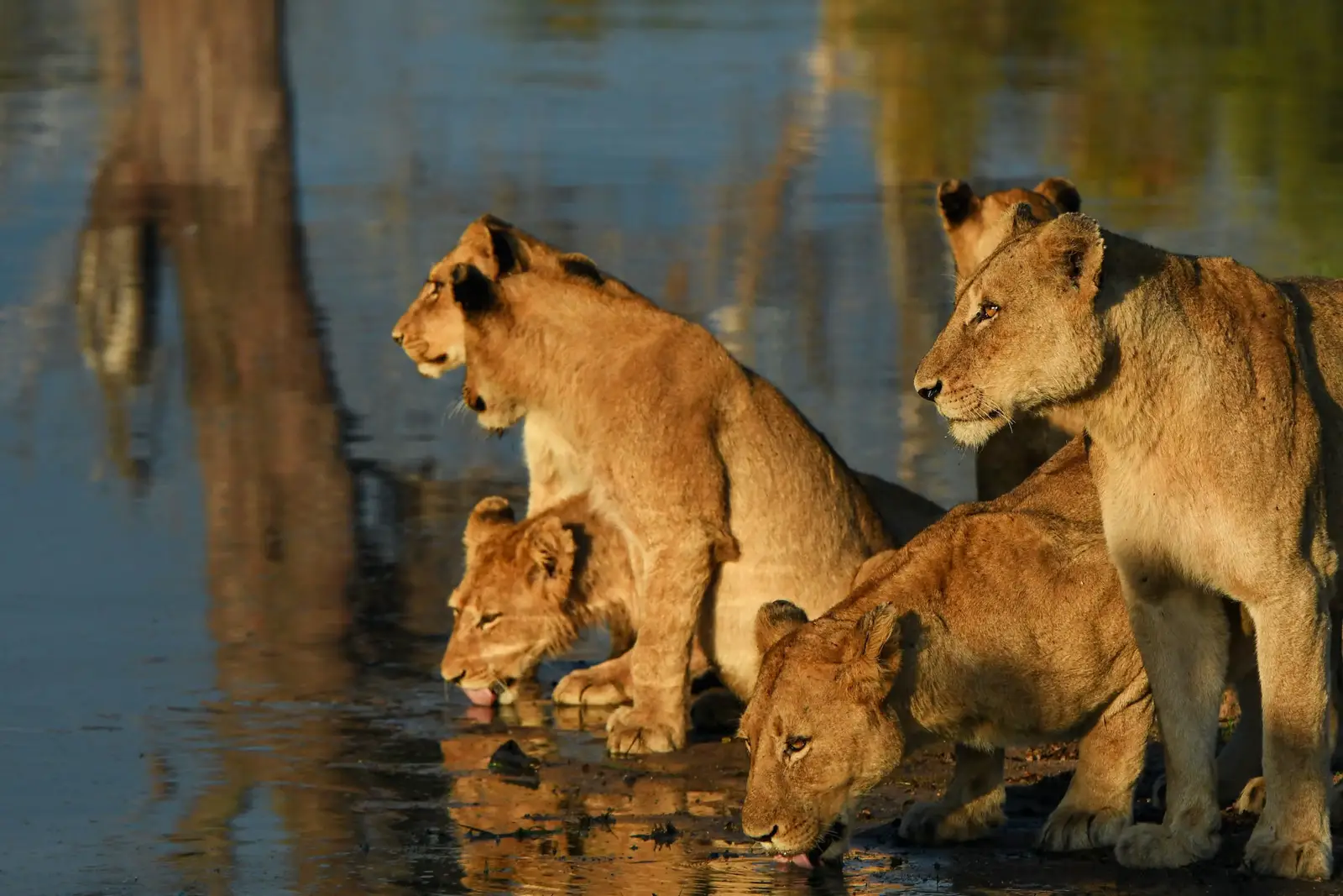 7-Day Tanzania Safari & Zanzibar Beach Holiday