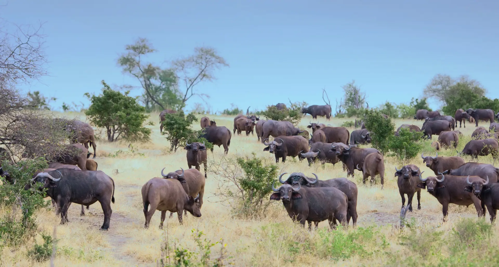 Day 1: Arusha – Fly to Kogatende, Northern Serengeti
