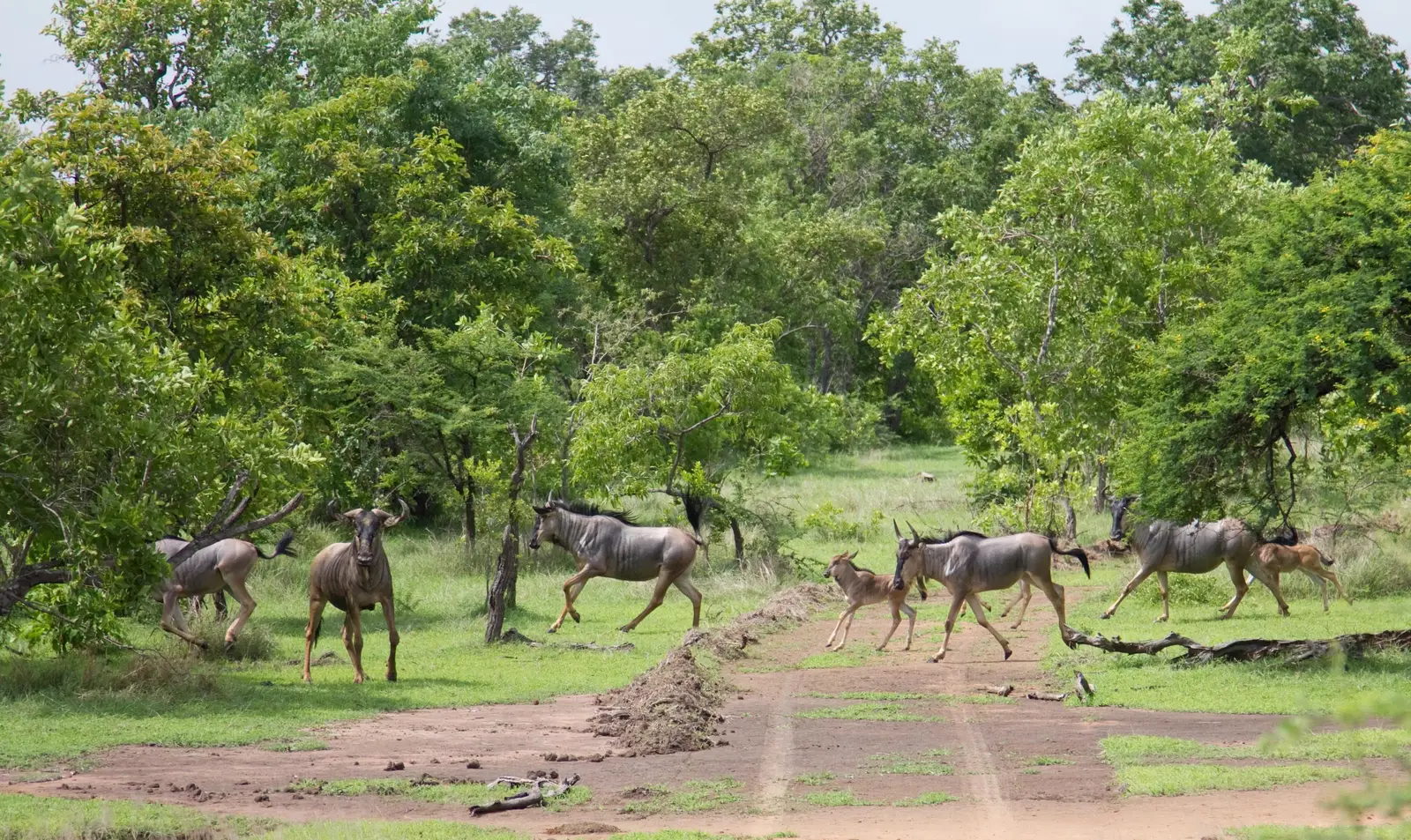 5-Day Great Migration Calving Safari – Ndutu & Serengeti