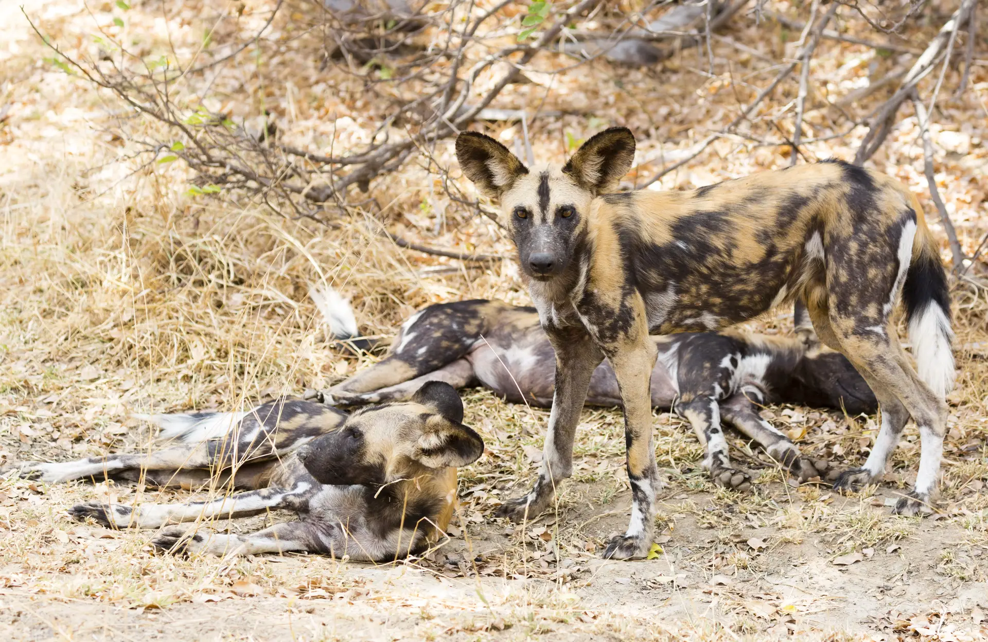 Day 1: Nyerere National Park Safari – Fly-in to the Southern Wilderness