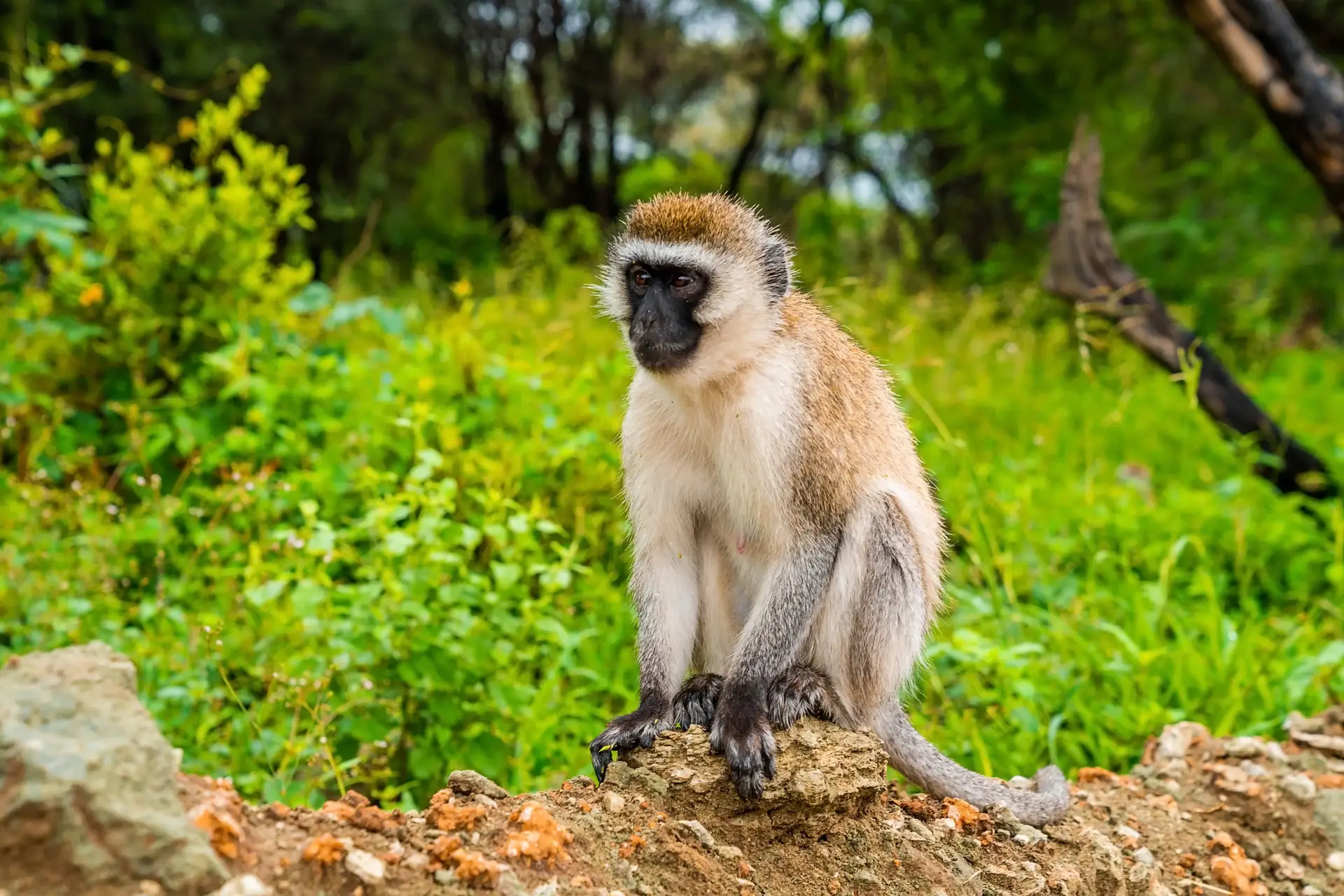 Day 1: Zanzibar to Lake Manyara National Park