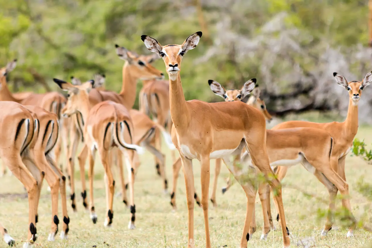 Travel scene representing Mikumi National Park in Tanzania