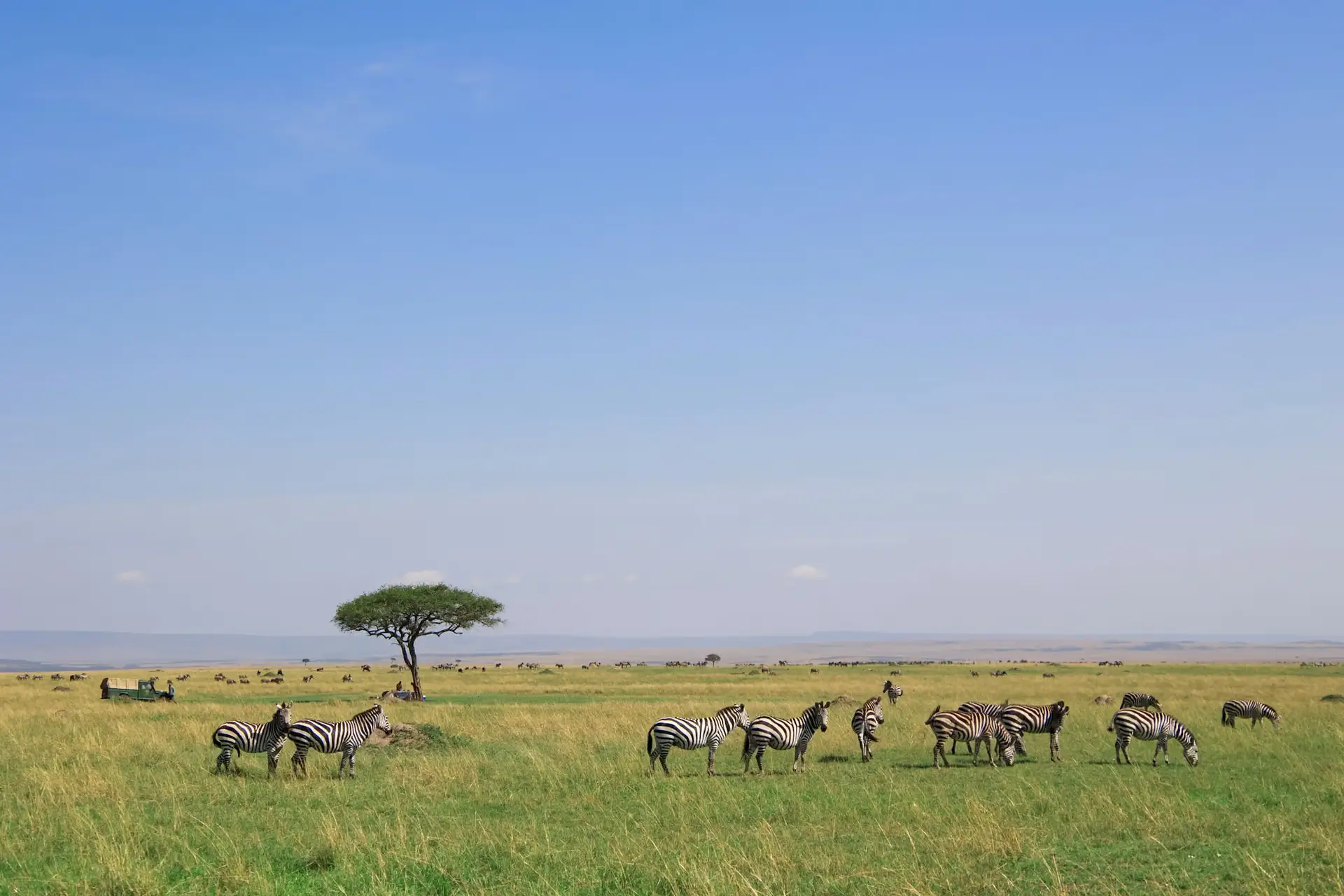 Day 3: Central Serengeti – Ndutu