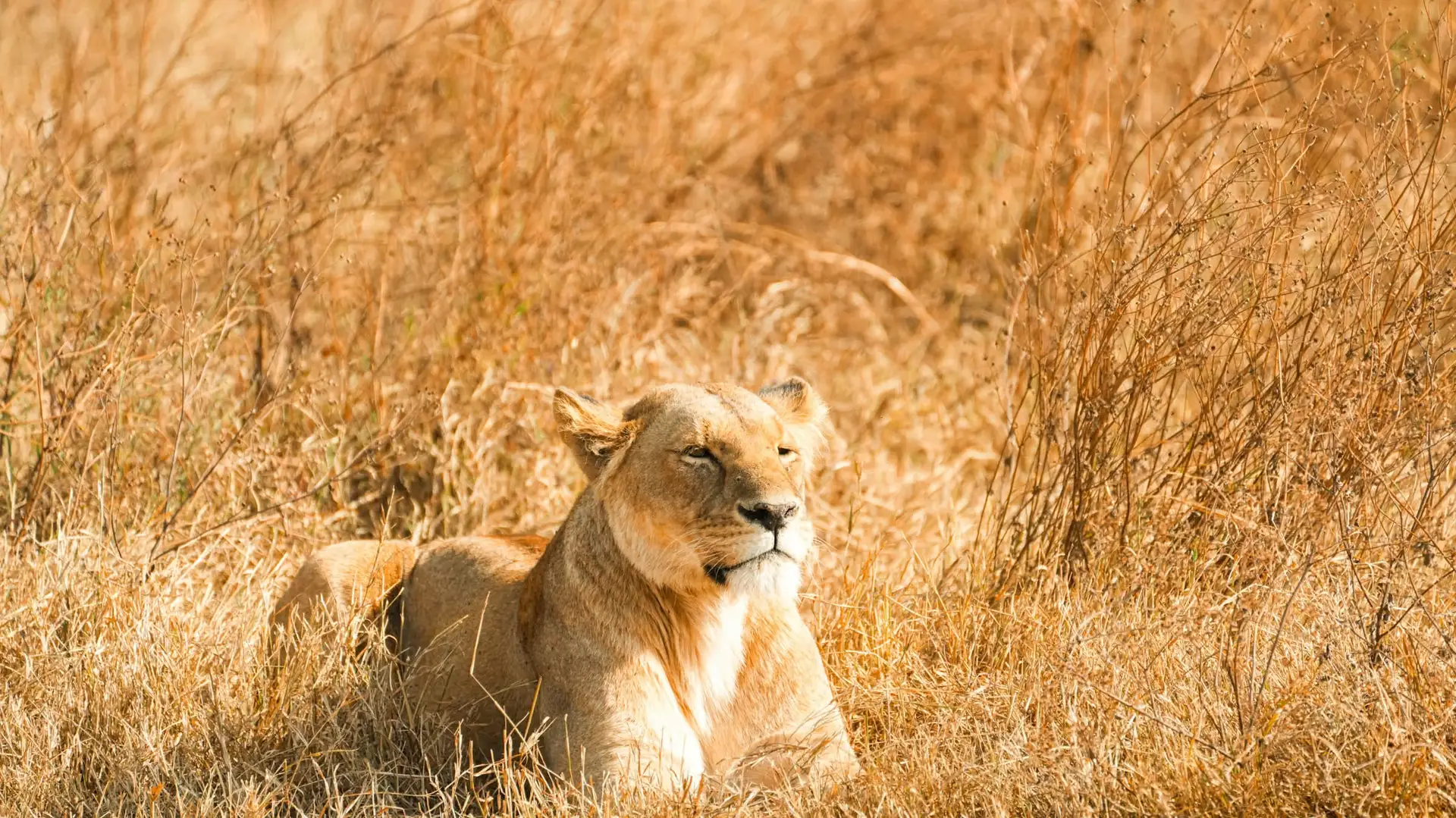 Tag 2: Von Tarangire zur zentralen Serengeti