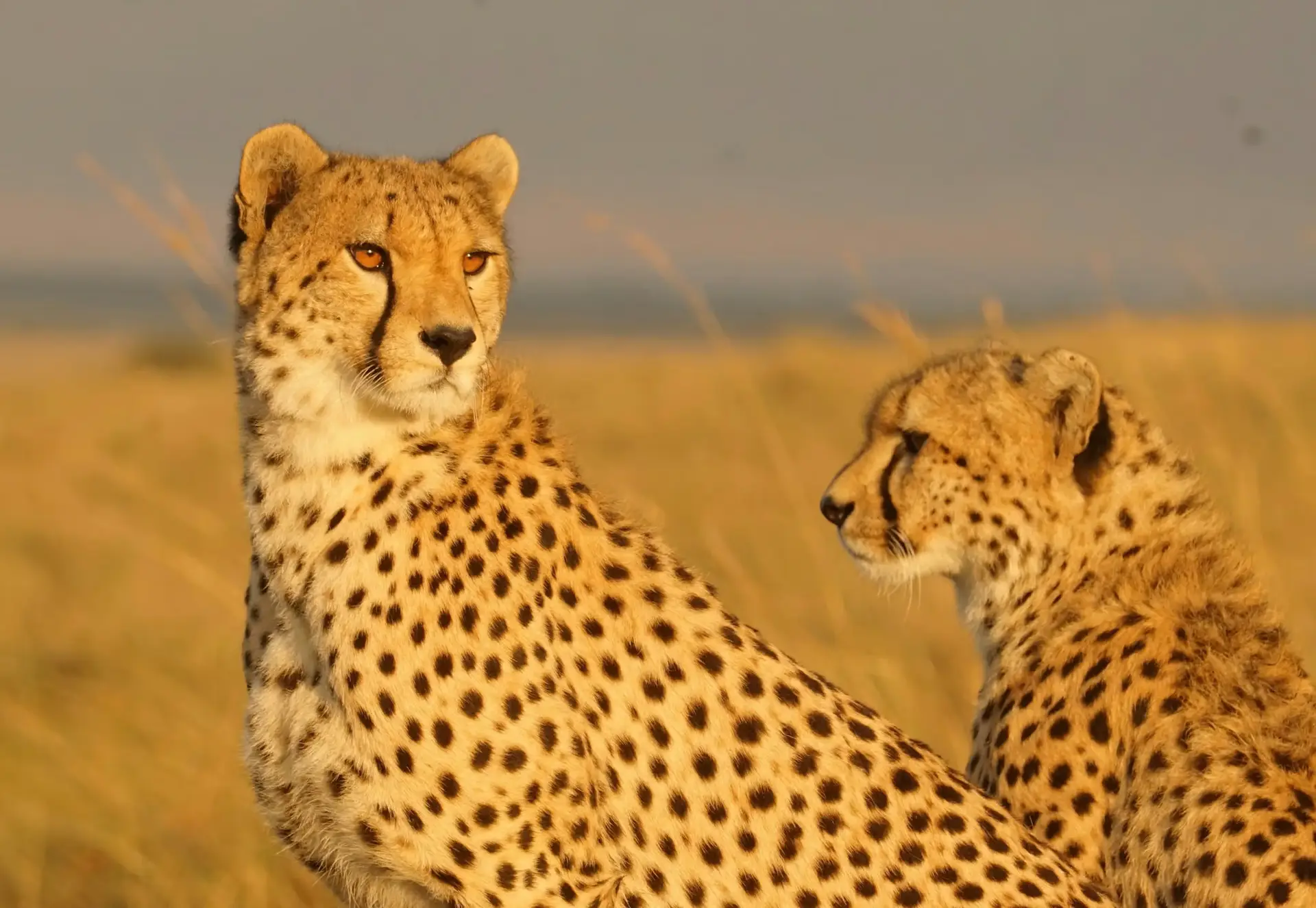 Day 3: Serengeti to Ngorongoro Highlands