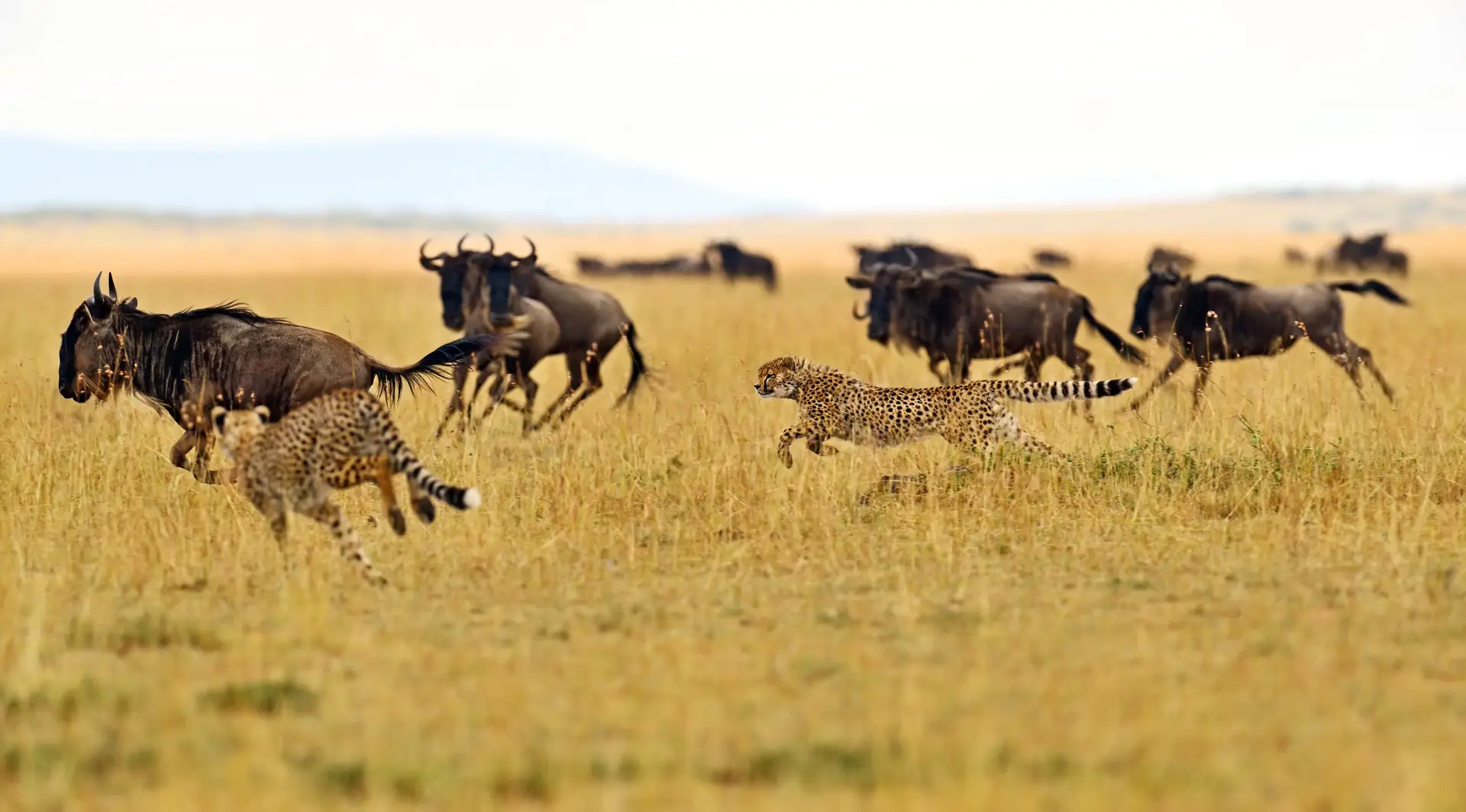 Day 4: Kogatende – Central Serengeti