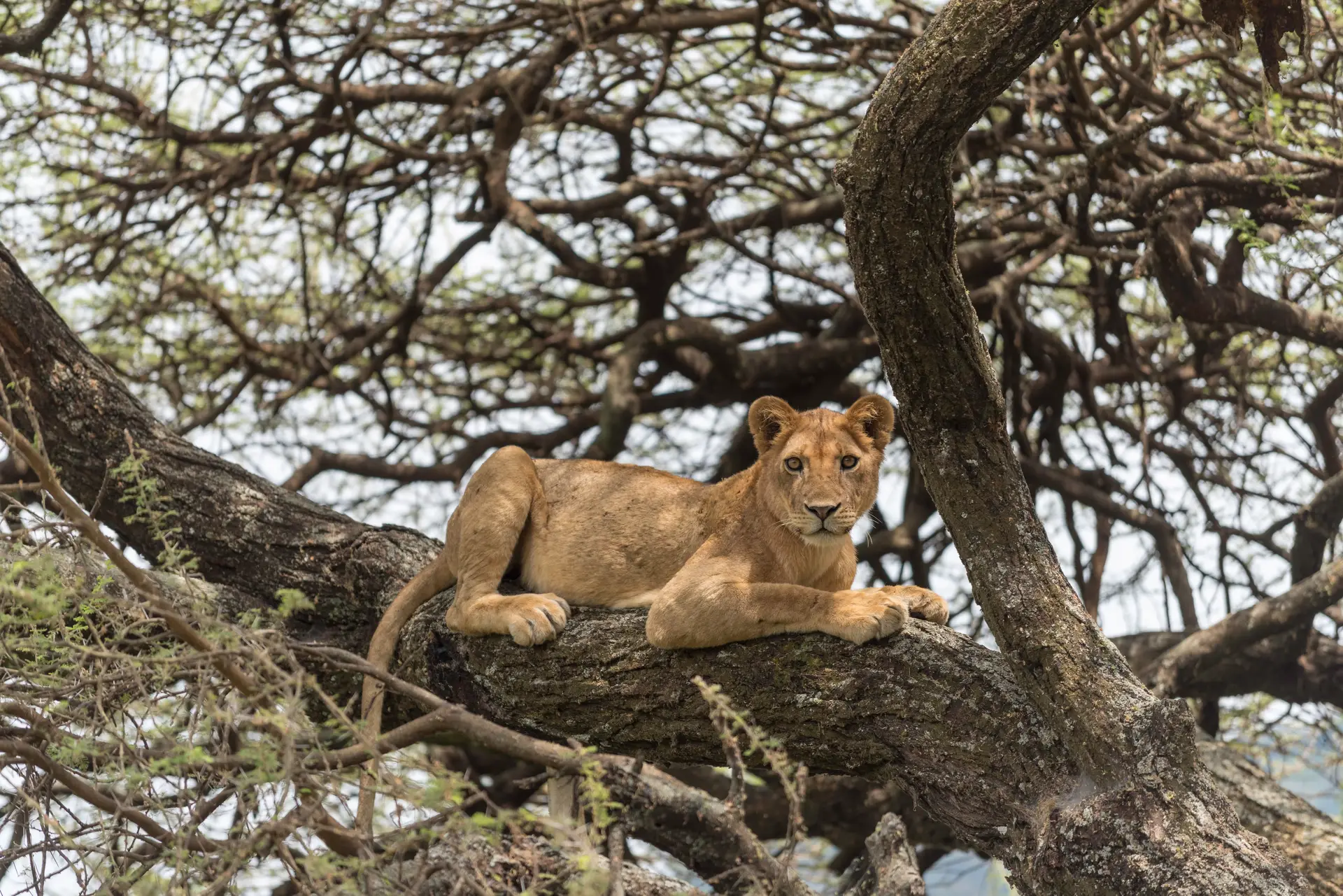 Day 2: Lake Manyara National Park - Rift Valley Forests and Lakeshore Wildlife