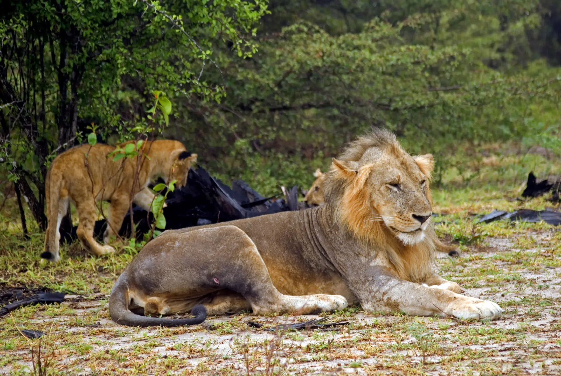 Day 3: Serengeti game drive and Ngorongoro Highlands