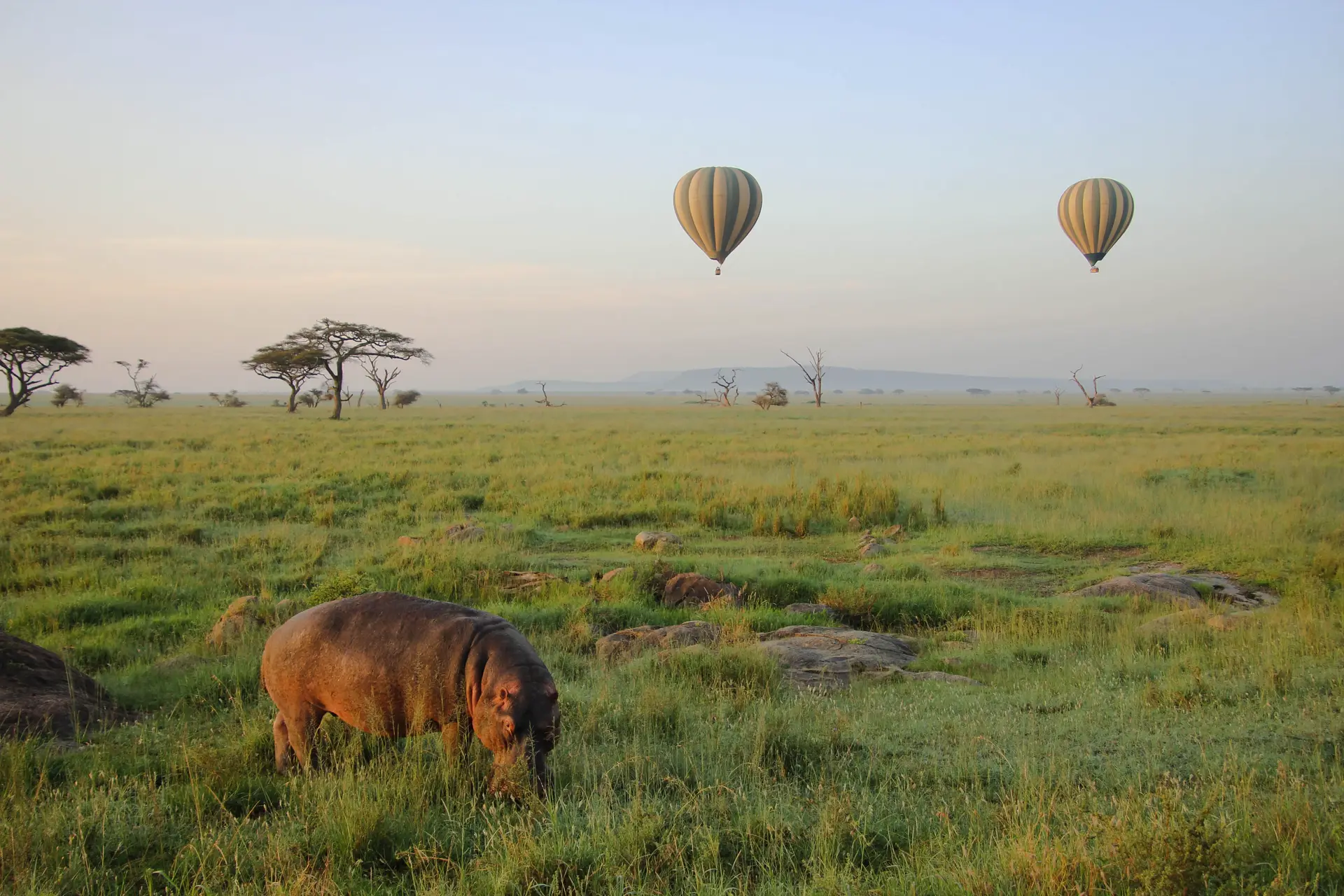 Day 5: Central Serengeti game drive and Ngorongoro Highlands