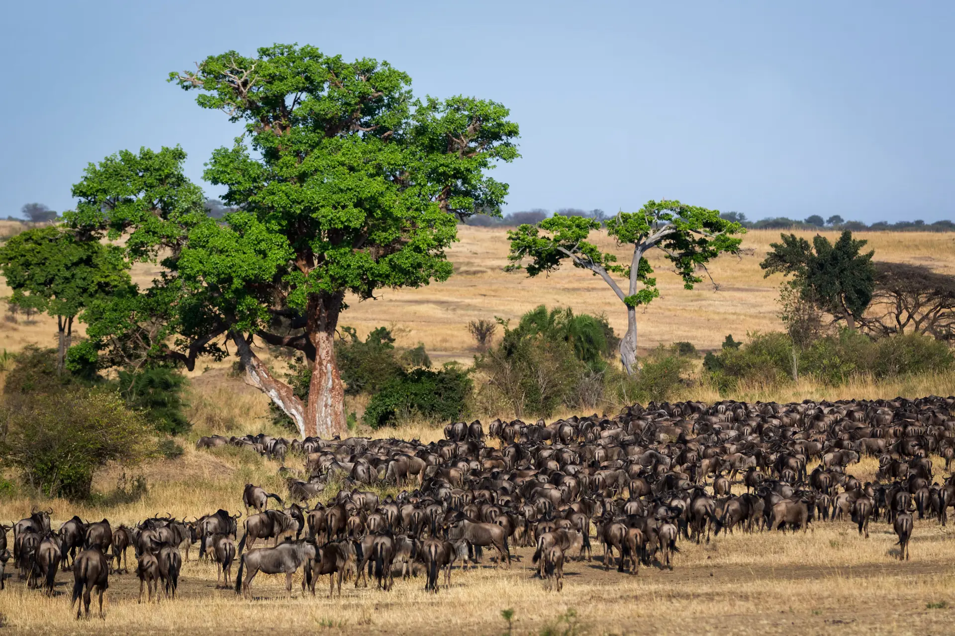 Tag 1: Zanzibar to Northern Serengeti National Park