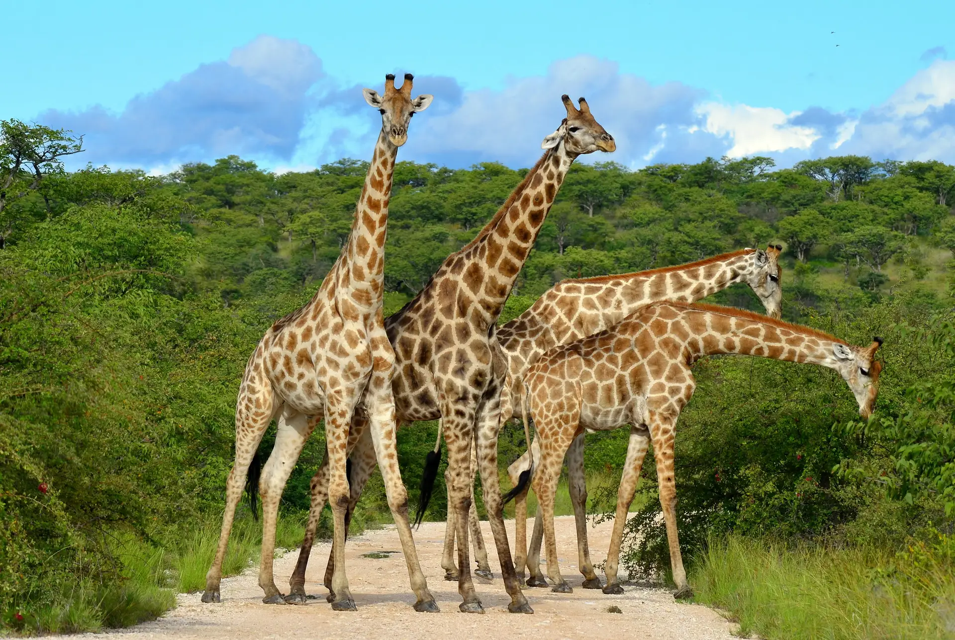 Day 2: From Zanzibar to Arusha National Park — Active Start