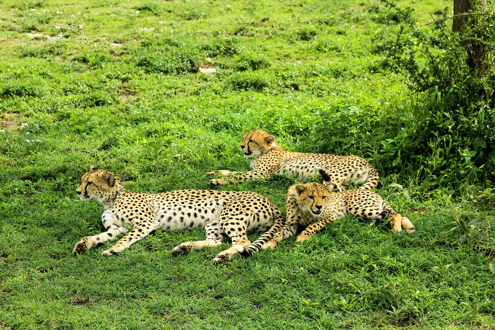 4-Day Serengeti Safari from Zanzibar | Private Tanzania Wildlife Tour
