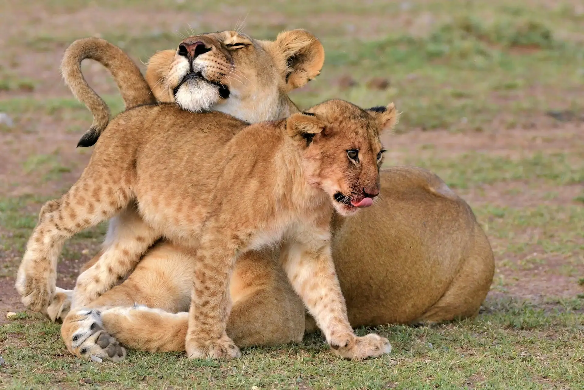Day 2: Tarangire National Park: Game Drive in the Morning Light