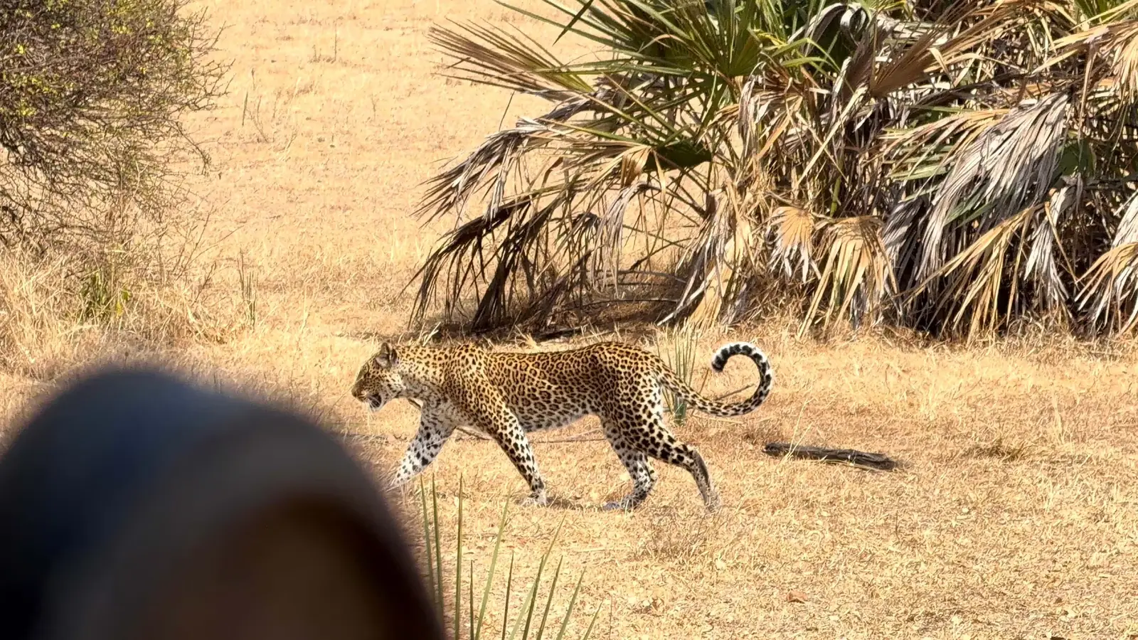 1 Day Nyerere National Park Safari from Zanzibar